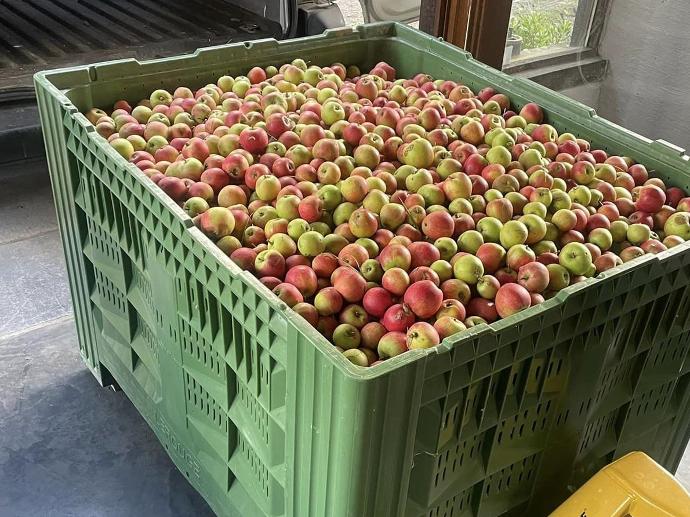 Biologische appels zelfgeplukt voor mederie cider